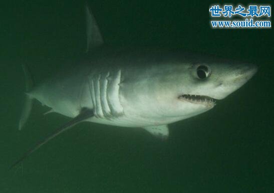 英国62岁垂钓者钓到204公斤的鼠鲨(大西洋鲭鲨)