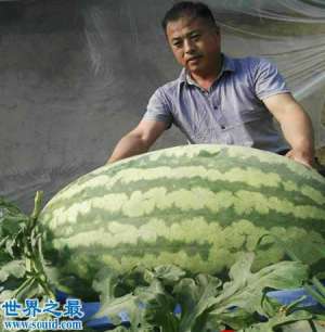 中国最大的西瓜，重达160斤(比人还高)