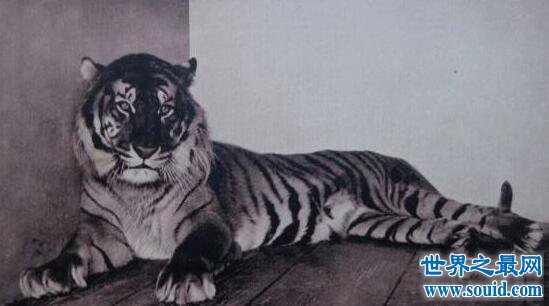 爪哇虎，又一因人类肆意捕杀而灭绝的老虎