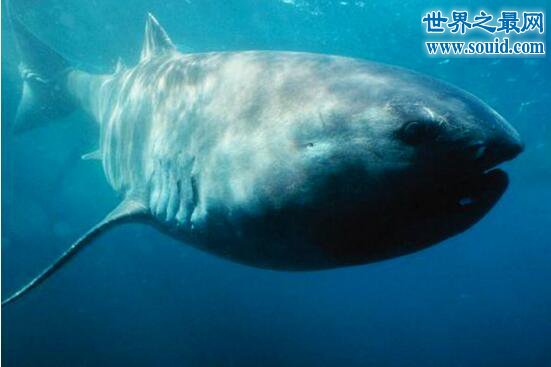 巨口鲨，最稀少神秘的鲨鱼(嘴会发光)