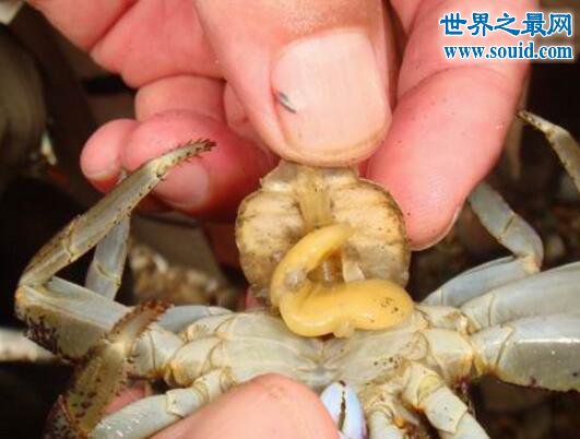  恐怖的寄生生物“蟹奴”，控制螃蟹思想最终致其死亡