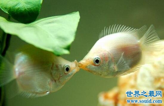 接吻鱼遇见就接吻，其实不是示爱而是打架(图片)