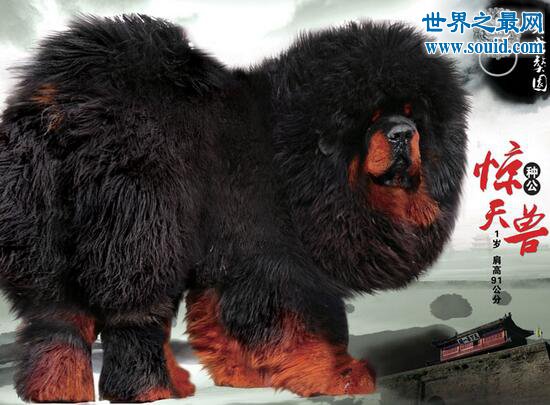 中国第一藏獒，惊天兽(配种一次高达120万元)