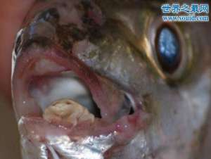 可怕的外星寄生虫，专吃鱼的舌头(你还敢吃鱼吗)
