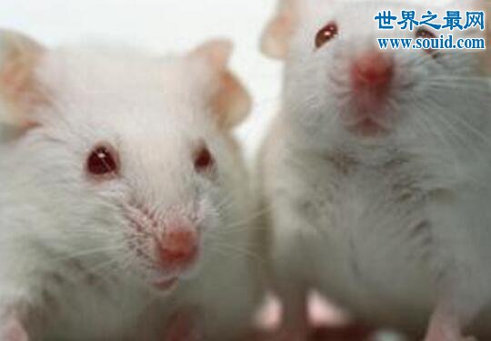超级老鼠，转基因老鼠(已培育出500只)