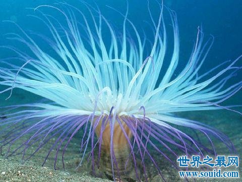 十大最不寻常的深海生物，千万不要尝试去触碰！
