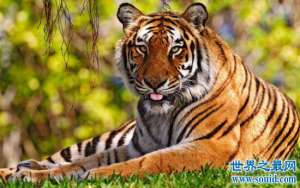 爪哇虎，又一因人类肆意捕杀而灭绝的老虎