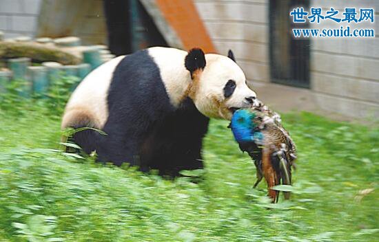 中国大熊猫的祖先—始熊猫，竟是恐怖的肉食动物