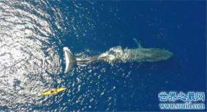 世界上最大的动物蓝鲸 它吃一顿竟然够我们吃几十年！