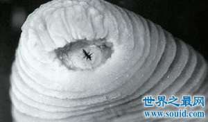 暴君水蛭是一种无脊椎动物 同时也是种可怕的动物