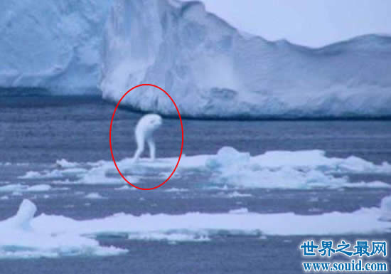 南极洲神秘生物ningen，目击者声称其高达30米