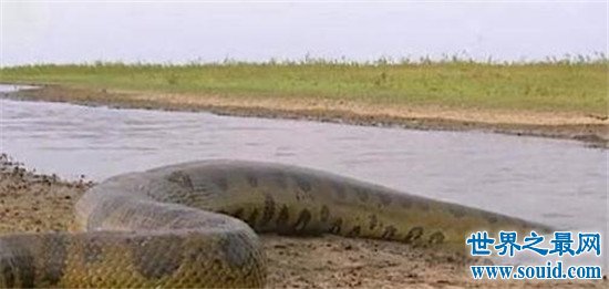 世界上最大的蛇竟然是它！（蚺ran)它不是要化龙而渡劫后的大蛇吗？