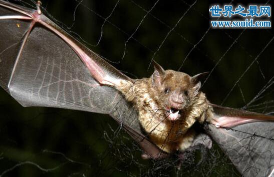恐怖的吸血蝙蝠，自带狂犬病毒(一旦被咬就会感染)