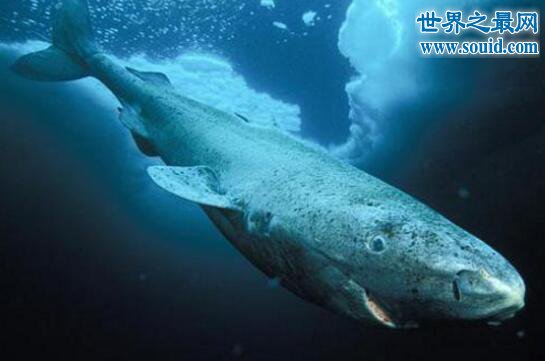 格陵兰鲨，寿命可长达512岁(小心鱼肉有毒)