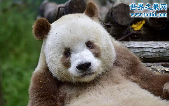 棕色大熊猫，全球现存仅一只(大熊猫返祖现象)