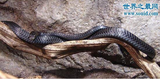 温泉蛇，只生存与高原温泉的贵族蛇