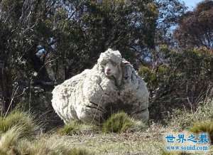 澳大利亚母羊六年未剪毛，积累44斤(价值连城)