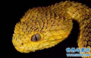 奇异的蛇类---香蛇，能防蚊虫