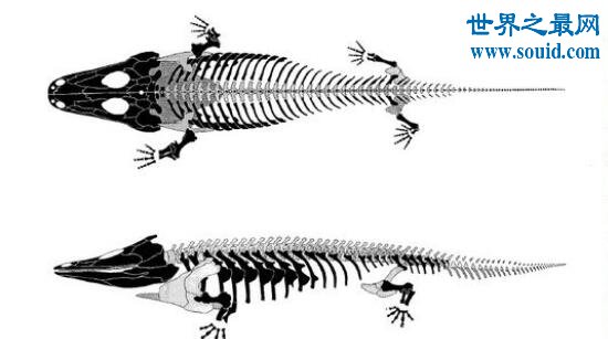 虾蟆螈，吃恐龙的史前恐怖生物