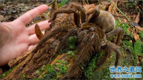 天哪！好可怕！世界上最大的蜘蛛竟然长这样！
