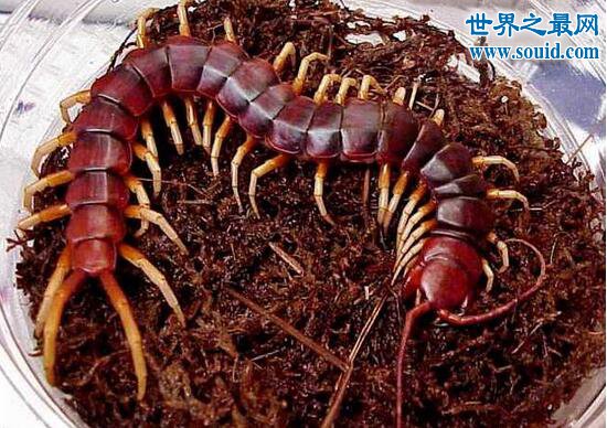 越南巨人蜈蚣，有剧毒却深受喜爱的宠物蜈蚣