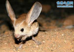 长耳跳鼠，沙漠中的米老鼠(濒危灭绝物种)