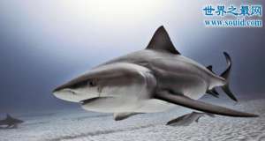 神秘的海洋杀手牛鲨，存在于淡水区的吃人鲨鱼