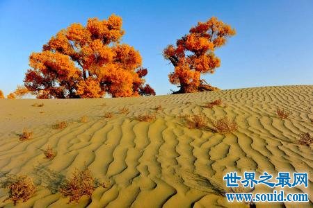 中国最大的沙漠也是世界最神秘的沙漠 面积有三个省那么大