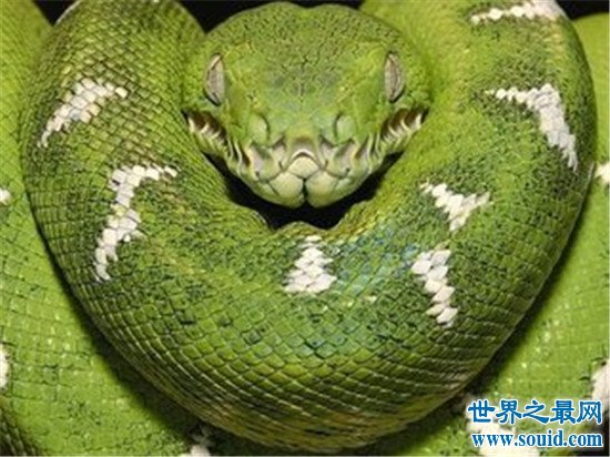 世界上最大的蛇竟然是它！（蚺ran)它不是要化龙而渡劫后的大蛇吗？