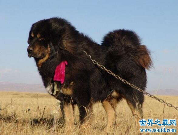 还原真实的原生藏獒，只有西藏高原纯种藏獒才是真的