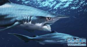 十大怪异鲨鱼，旋齿鲨的牙齿堪比电锯