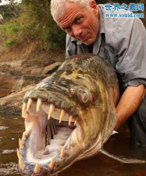 巨型食人鱼，锋利牙齿可以撕碎人类(好怕怕)