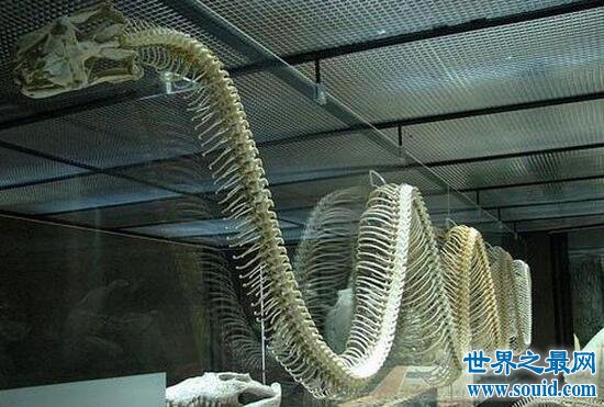 巨蚺，最受欢迎的巨型宠物蛇