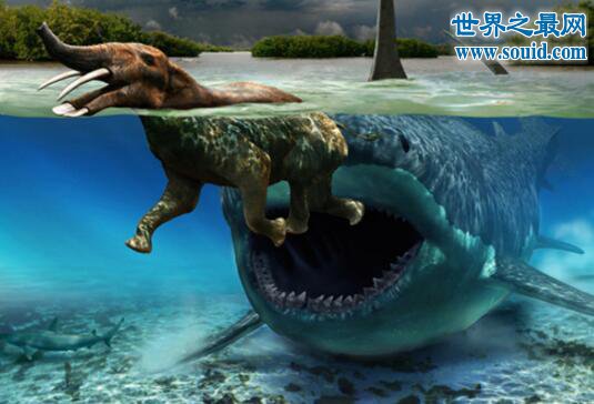 史前巨齿鲨生死谜团，巨齿鲨复活将鲸鱼咬断