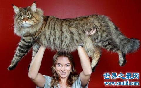 世界上最大的猫，抱在怀中像老虎性格温柔