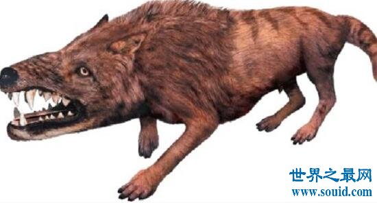 驴头狼的真实图片，出没于神农架的狼身驴头怪兽