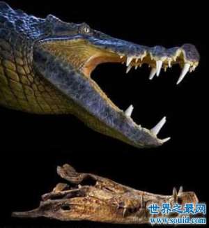 史前五大恐怖古鳄鱼，猪鳄以恐龙为食最凶猛
