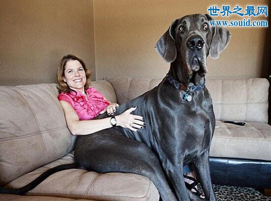 巨型犬排名，2.2米巨犬比人还高大