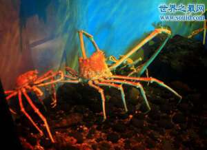 巨型蜘蛛蟹，长达4.2米的巨型杀人蟹(以鲨鱼为食)