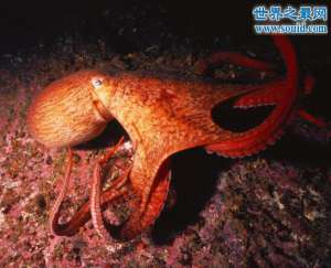 北太平洋巨型章鱼，长9米重达544斤(捕食鲨鱼)