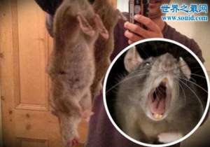 切尔诺贝利巨鼠，核爆炸造成的基因变异(吃人老鼠)
