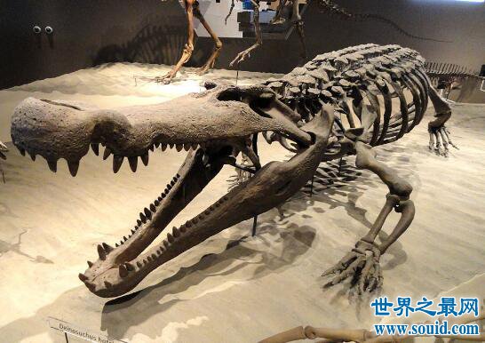 史前最大的鳄鱼，长12米的恐鳄(生吃暴龙)