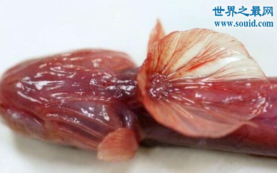 紫鳗虾虎鱼，长相恐怖丑陋(但很美味)