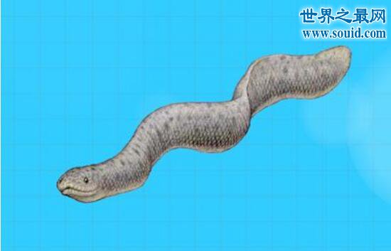 古杯蛇，专门捕食鲨鱼的巨型海蛇
