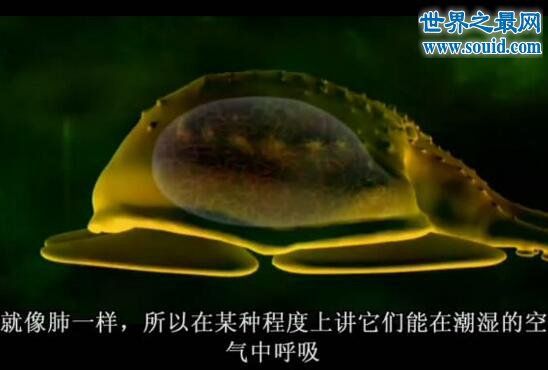沼泽章鱼，一亿年后的新物种(没有水也能活)