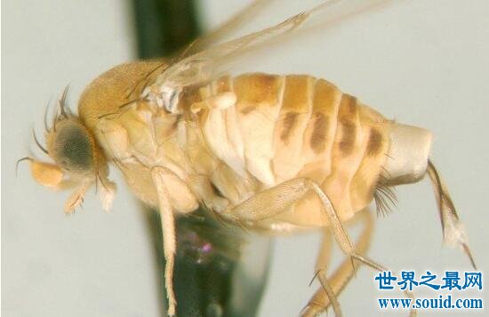 僵尸蜜蜂被寄生蝇感染，吃光内脏后病变为入侵生物