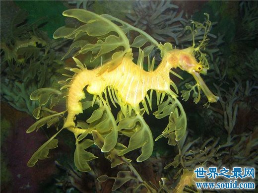 十大怪异的海洋生物，“海绵宝宝”真的存在海底