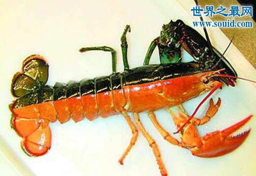 双色龙虾，基因突变的雌雄同体龙虾
