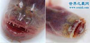 紫鳗虾虎鱼，长相恐怖丑陋(但很美味)