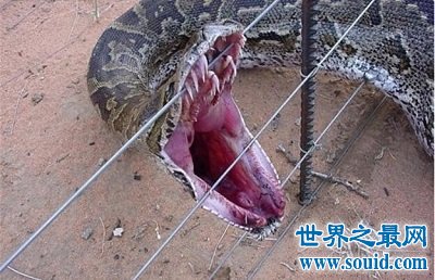 中国最大的蛇 最长体长竟然到达200米？